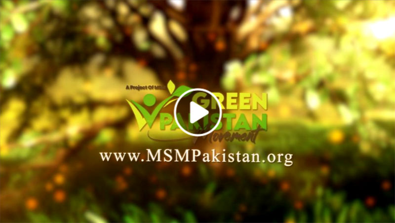 Tree plantation drive 22 | Mustafavi Students Movement Pakistan